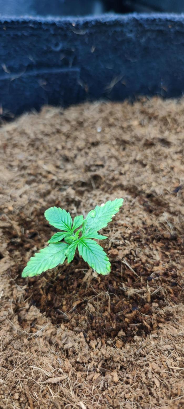 00S - Auto Bubble gum. Week 2