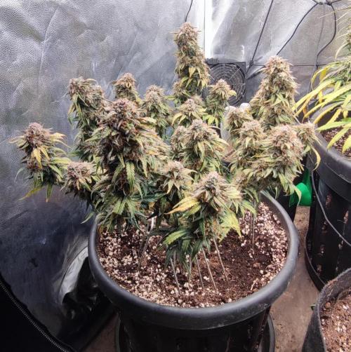 Seedsman - Sour Diesel Auto. Week 11