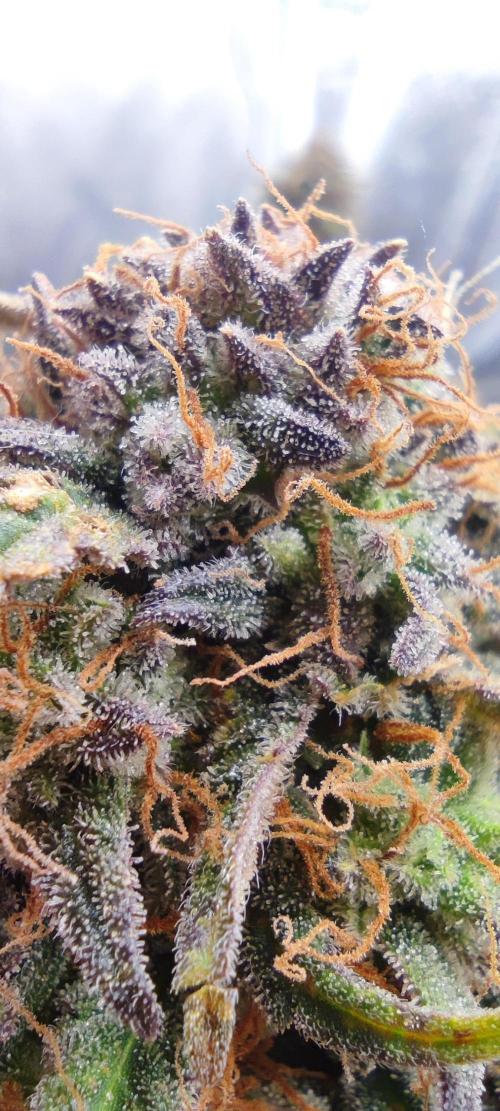Seedsman - Sour Diesel Auto. Week 11