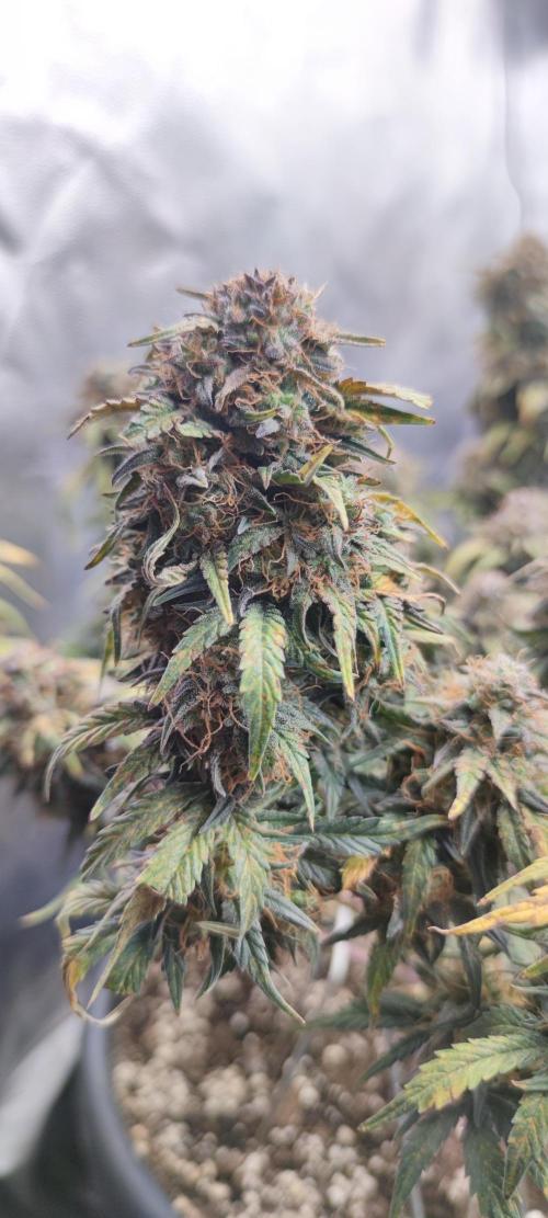 Sour Diesel Auto . Week 11