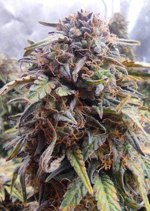 Seedsman - Sour Diesel Auto. Week 11
