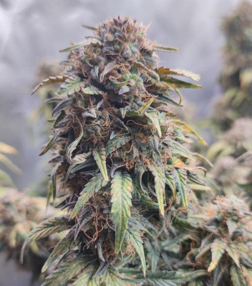 Seedsman - Sour Diesel Auto. Week 11