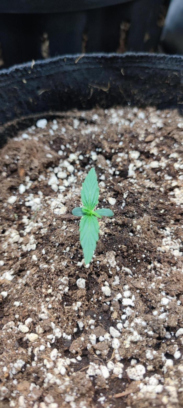 00S - Auto Gelato Mint. Week 1