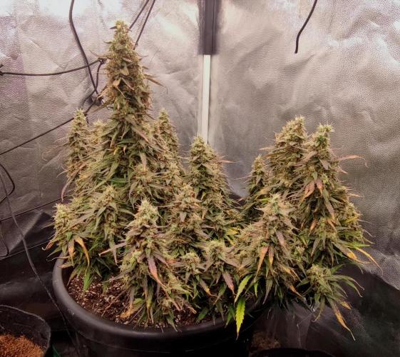 00S - Auto Bubble gum xxl. Week 12