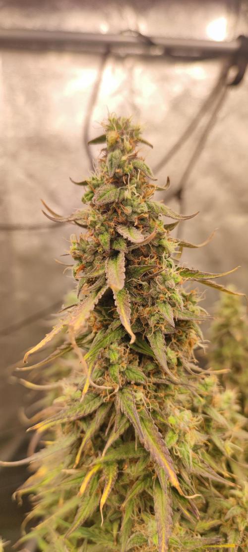 00S - Auto Bubble gum xxl. Week 12