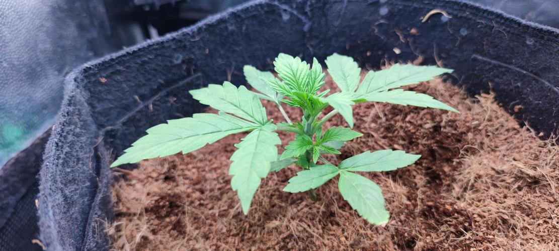 00S - Auto Bubble gum. Week 3