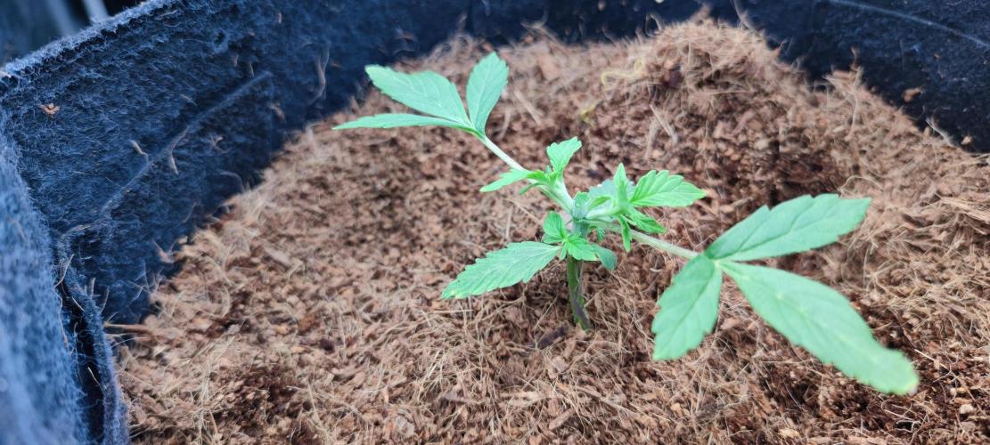 00S - Auto Bubble gum. Week 3