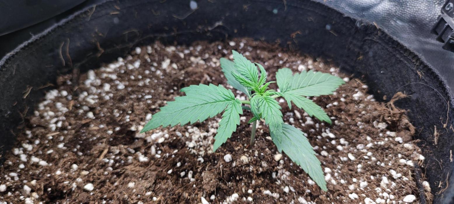 00S - Auto Gelato Mint. Week 2