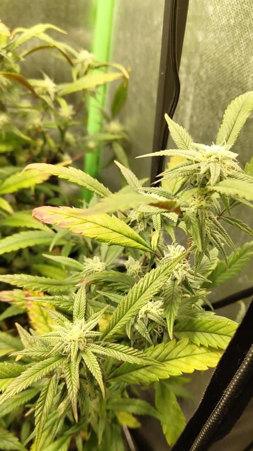 Tropicanna Banana (3 Clones)