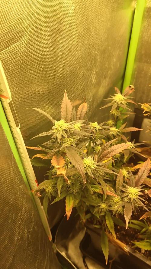Tropicanna Banana (3 Clones)