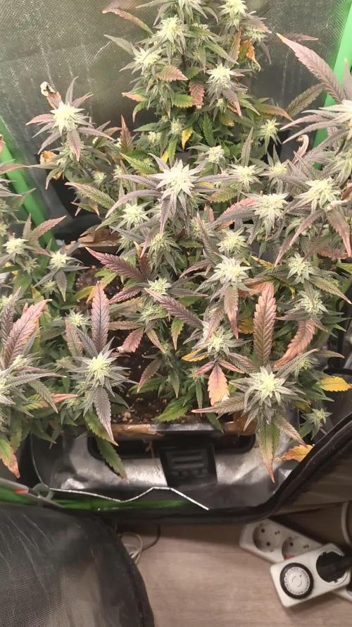 Tropicanna Banana (3 Clones)