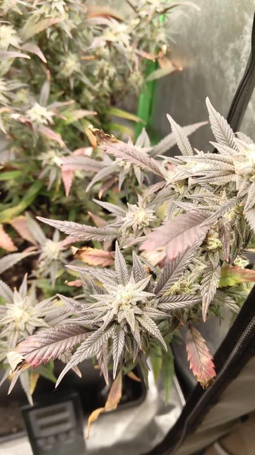 Tropicanna Banana (3 Clones)
