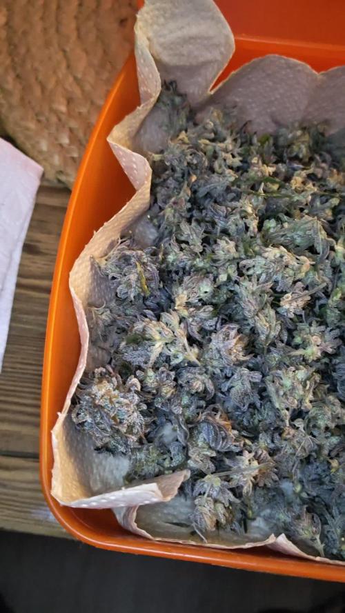 Tropicanna Banana (3 Clones) (Indoor)