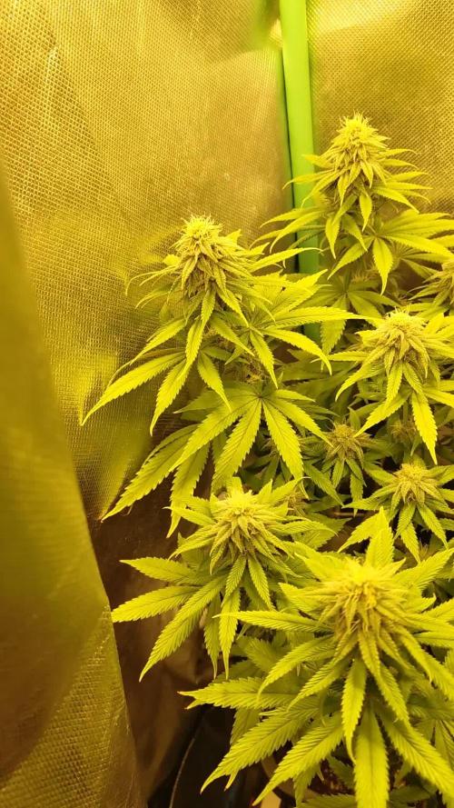 Arctic Flurry (Indoor)