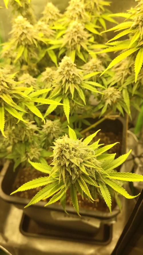 Arctic Flurry (Indoor)
