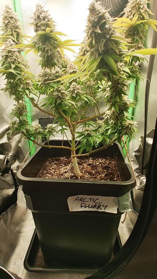 Arctic Flurry (Indoor)
