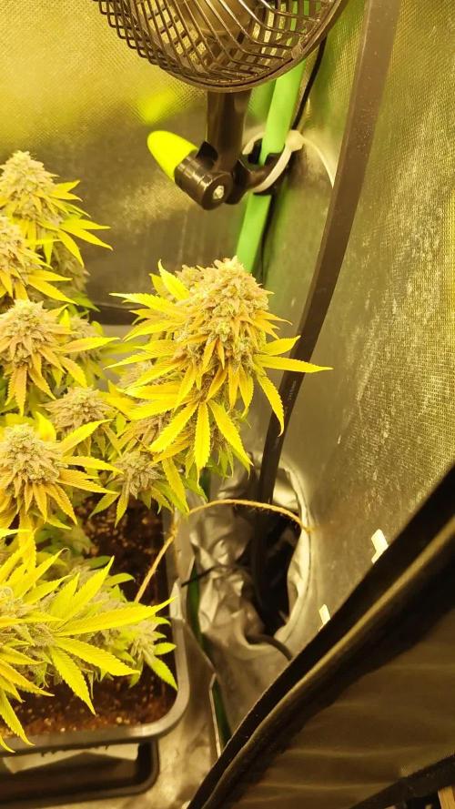 Arctic Flurry (Indoor)