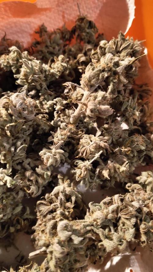 Arctic Flurry (Indoor)