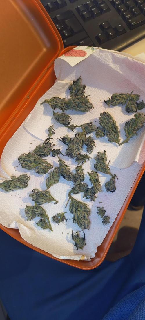 Arctic Flurry Clone (Outdoor). Week 21