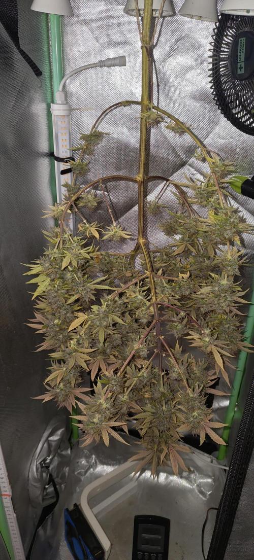 krauTHCollective Grow (Outdoor + Indoor). Week 17