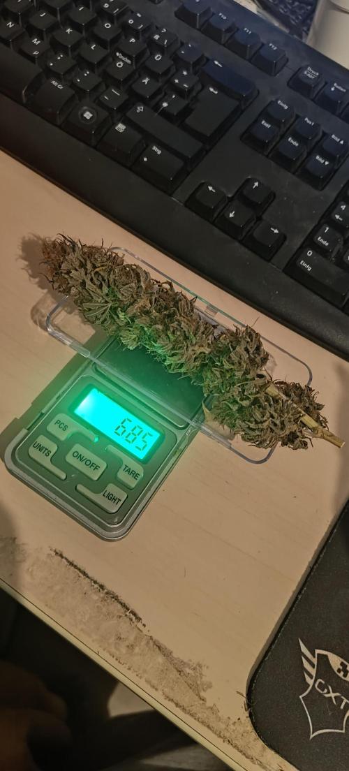 krauTHCollective Grow (Outdoor + Indoor). Week 17