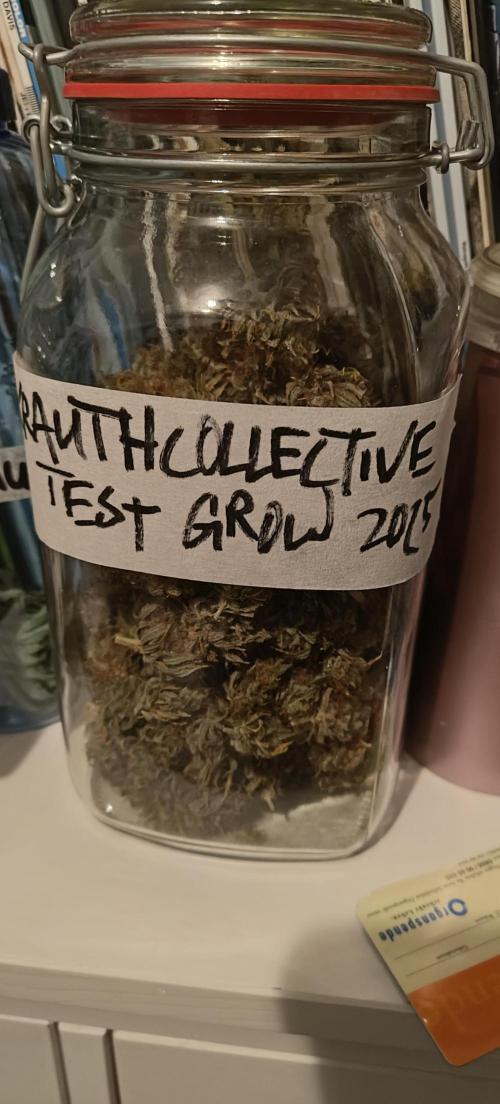 krauTHCollective Grow (Outdoor + Indoor). Week 17