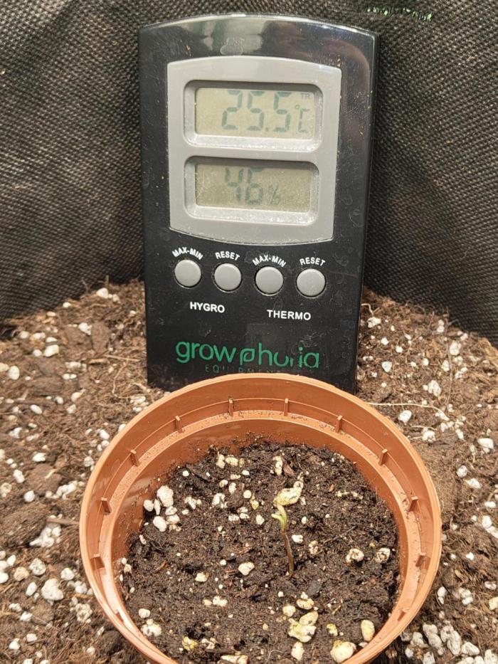 Royal Runtz (Indoor). Week 0