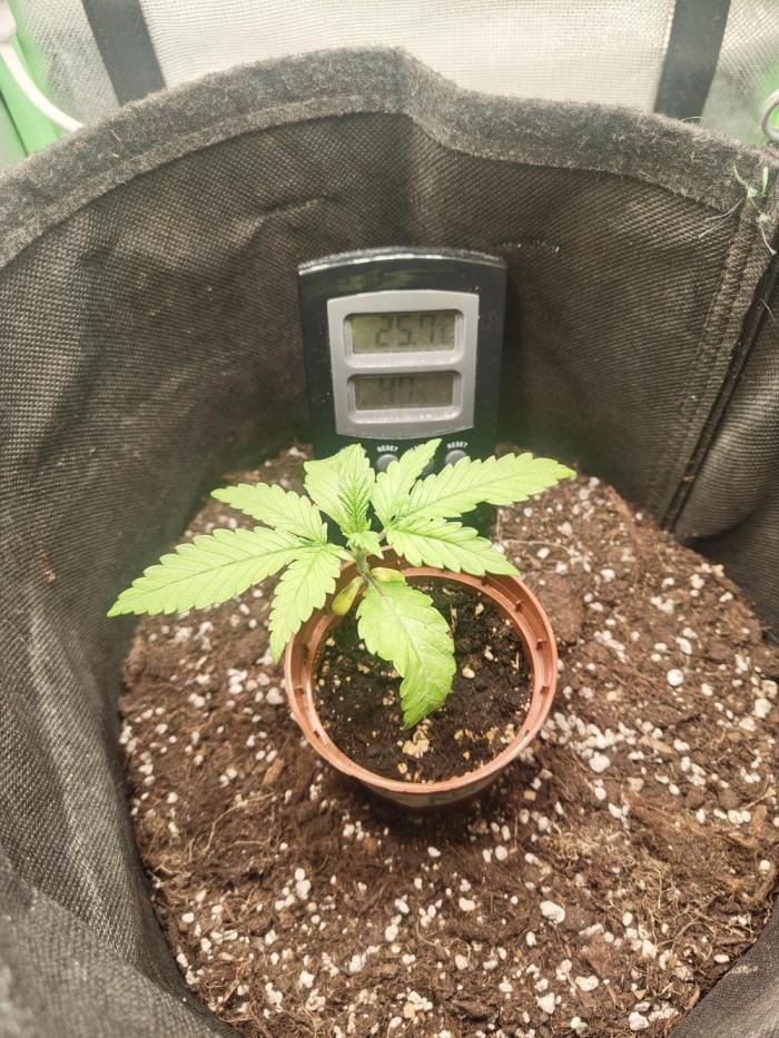 Royal Runtz (Indoor). Week 3