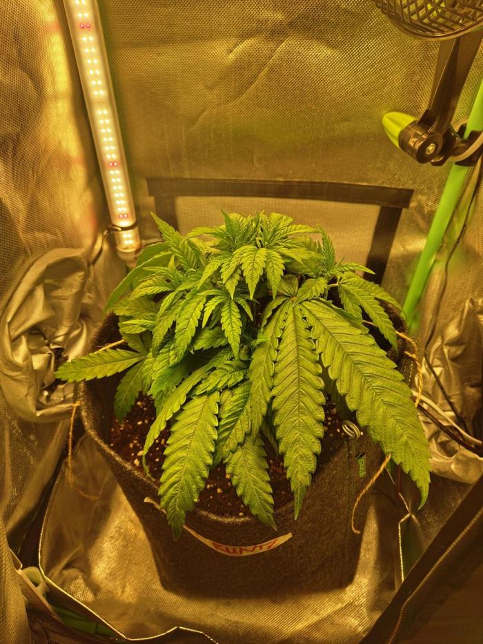 Royal Runtz (Indoor). Week 5