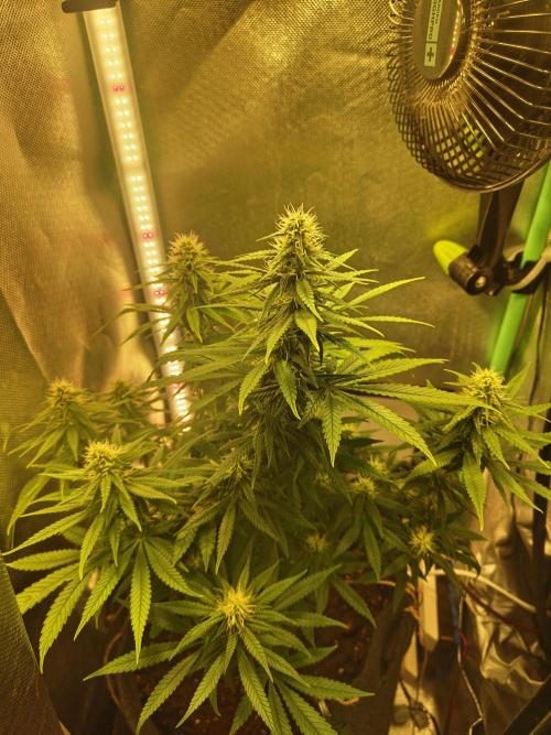 Royal Runtz (Indoor). Week 9