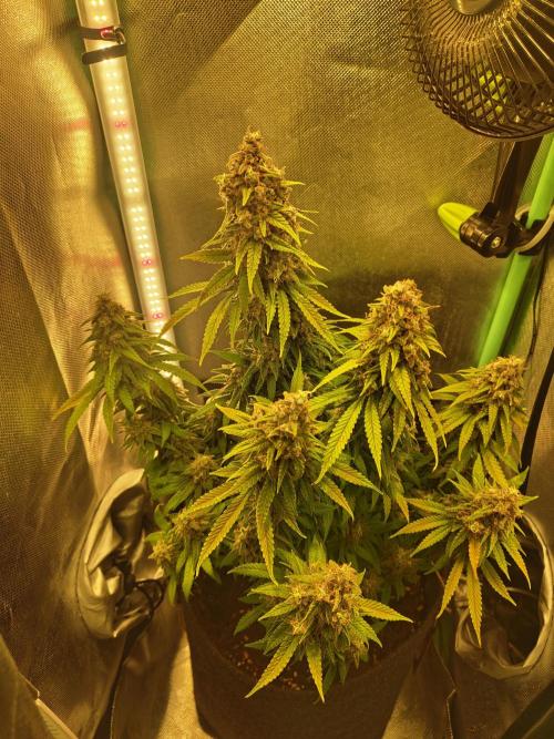 Royal Runtz (Indoor). Week 13