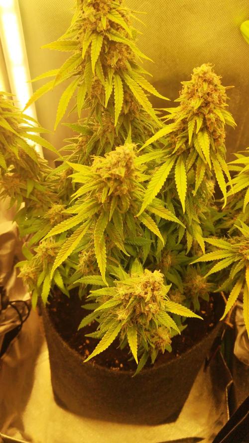 Royal Runtz (Indoor)