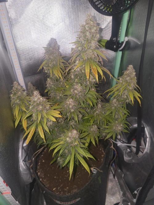 Royal Runtz (Indoor). Week 15