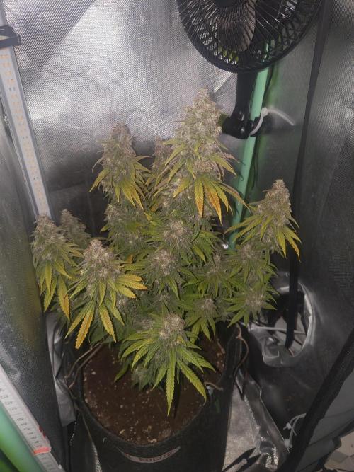 Royal Runtz. Week 15