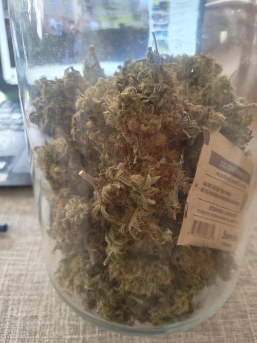 Royal Runtz (Indoor). Week 16