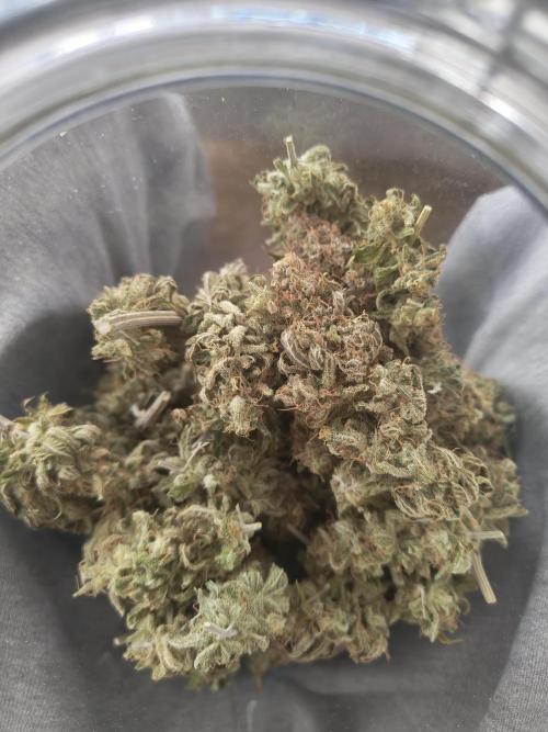 Royal Runtz (Indoor). Week 16