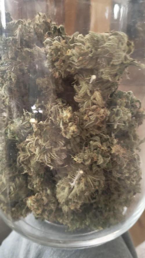 Royal Runtz (Indoor)