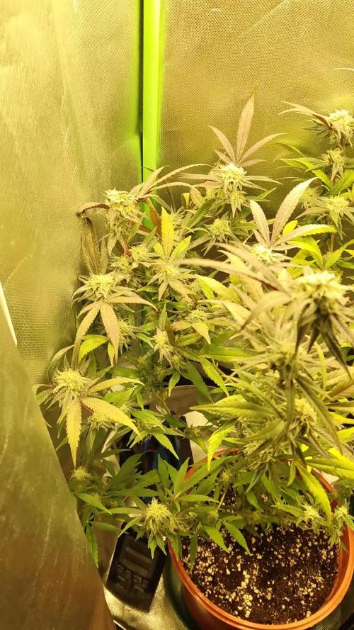 Tropicanna Banana Clone