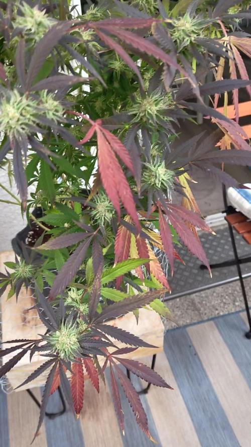 Tropicanna Banana (first indoor, then outdoor)