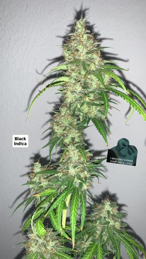 Black Indica🏴‍☠️