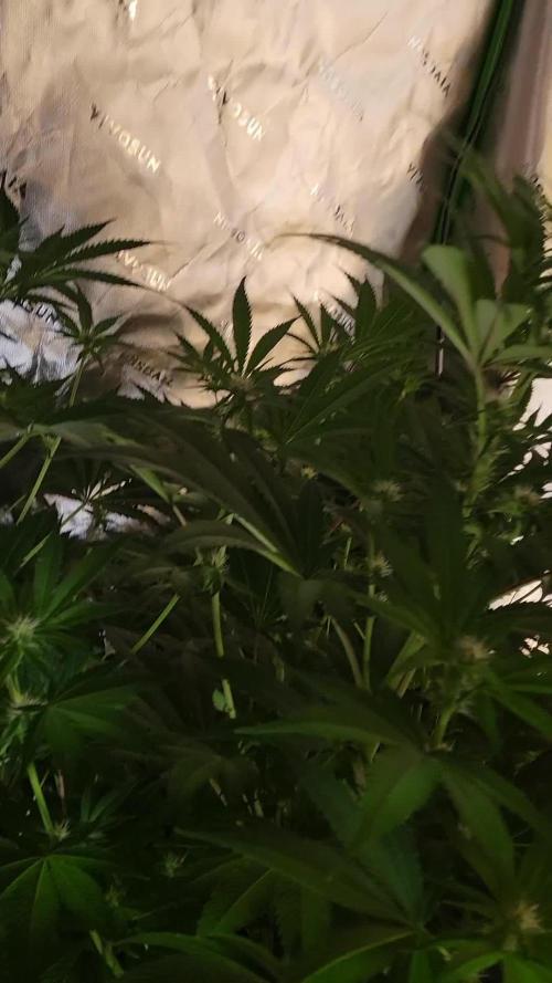 Gushers RQS