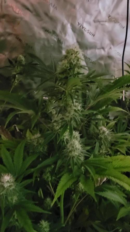 Gushers RQS