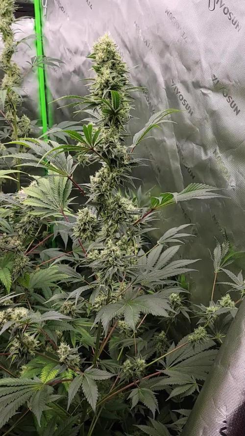 Gushers RQS