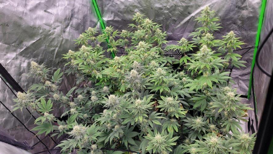 LetsGrowSome