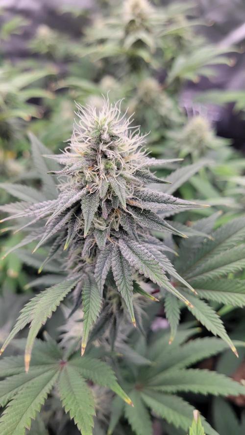 LetsGrowSome