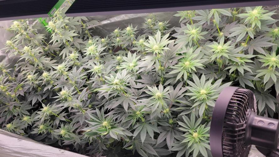 LetsGrowSome