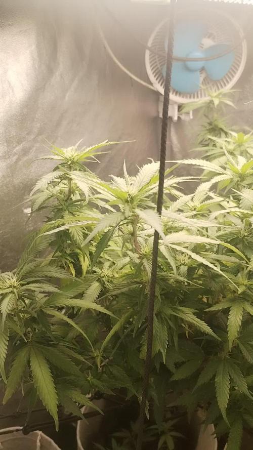 Blue Cheese