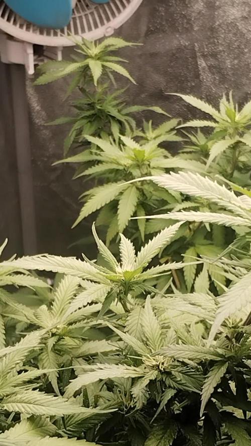 Blue Cheese