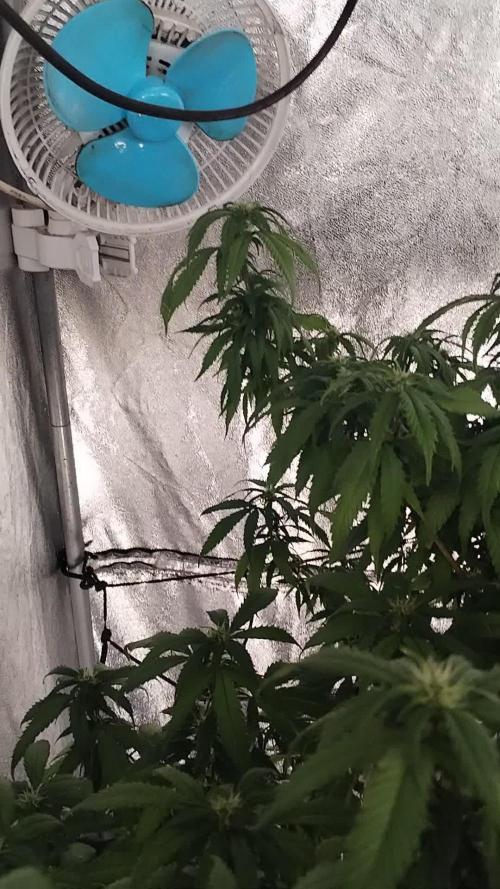 Blue Cheese