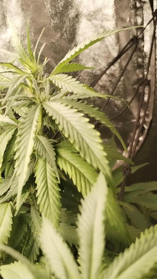 Blue Cheese